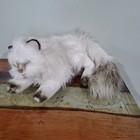 Russ Vintage Yomiko Himalayan Persian Cat Plush Stuffed Animal Realistic 