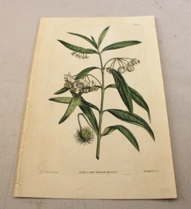 1814 antiker CURTIS farbiger Blumendruck ~ WEIDENBLÄTTRIGES COMPHOCARPUS - Bild 1 von 1