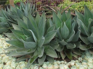 Agave Blue Flame. Beautiful Succulents. In 6 Inch Pot Up To 7-9 Inches Tall - Picture 1 of 7