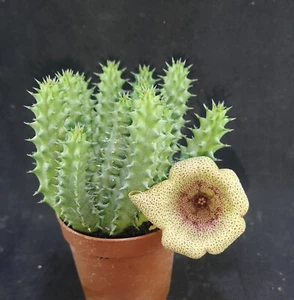 AS041 Tavaresia meintjesii , Phyto available, read description! - Picture 1 of 1