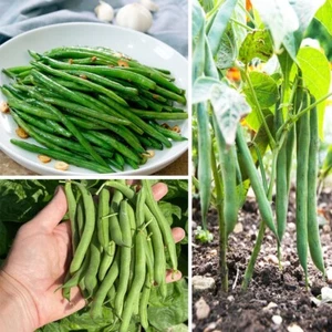 10+ Green Bean Seeds | Heirloom Stringless Tender Vegetable Seed Fresh 100% - Picture 1 of 5