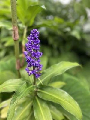 RIZOMA DE JENGIBRE AZUL CULTIVADO EN HAWAI Dicorisandra Thyrsiflora 2 raíces grandes dobles Foto 1 de 4