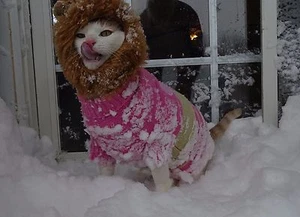 Scoot & Newts präsentiert Onk den Schneelöwen aus dem Schneesturm von '16 8" x 10" - Bild 1 von 1