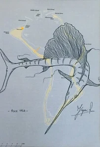 RUBENS FOGACCI - SERIE ATLAS - PESCE VELA - 40X30 - MISTA SU CARTA - 2018 - Foto 1 di 1