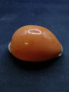 Giant cypraea Aurantium. 99mm. Sea shells Golden Cowrie Collector #13301 - Picture 1 of 6