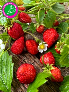 WALDERDBEERE 🍓 Monatserdbeere ♥️ 200+ Samen Aromatisch mehrjährig Walderdbeeren - Bild 1 von 9