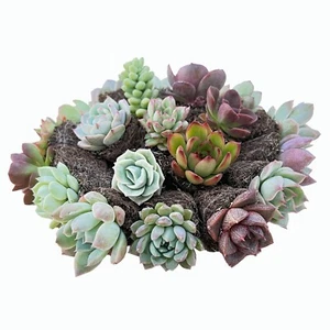 Live 10/20/30 Assorted 10 Different Varieties Succulent Plants Without Planter - Picture 1 of 2