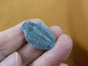 (F704-5) Trilobit Fossil Trilibites ausgestorbener Meeresarthropoden Ich liebe Fossilien - Bild 1 von 1