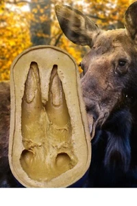 Molde de goma personalizado Young Moose Alaska hacer huella de yeso regalo de turistas - Imagen 1 de 6