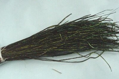 PECHETRUITE Herl de Queue de PAON Feder Blume Blumendeko