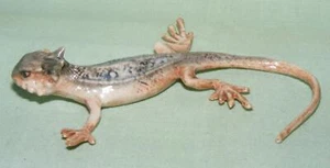 Klima Miniatur Porzellan Tierfigur gehörnte Eidechse L853 - Bild 1 von 1