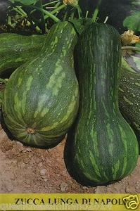 30 SEMI DI ZUCCA LUNGA DI NAPOLI- O PIENA DI NAPOLI-GIALLA DI NAPOLI - Imagen 1 de 1