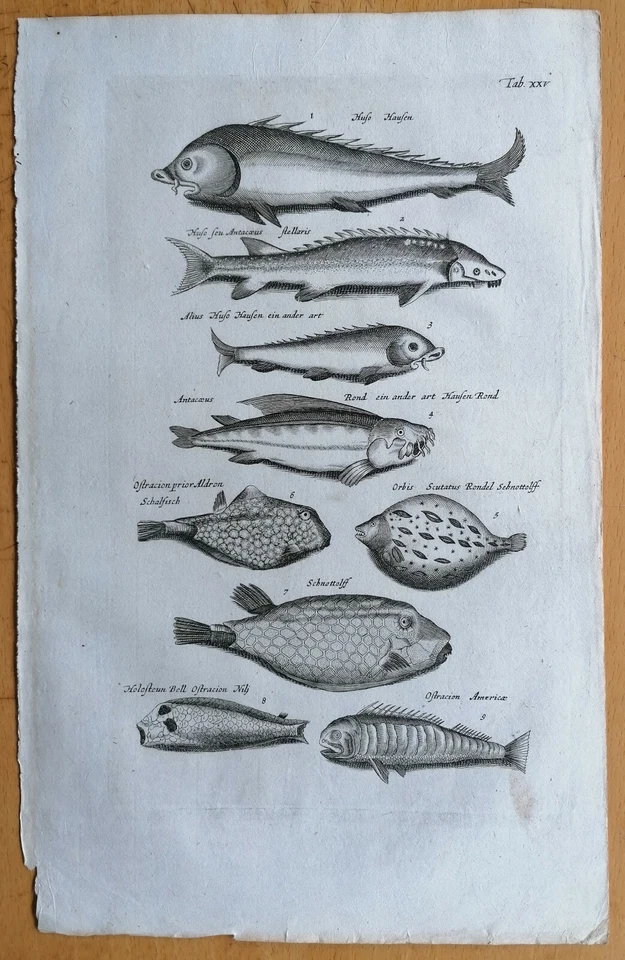Merian/Johnston Original Kupferstich Fische (T25) Folio - 1657 - Bild 1 von 1