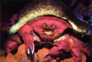 Fringed Sponge Crab marine life postcard - Picture 1 of 1