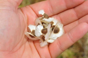Moringa oleifera, Drumstick/Horseradish Tree - 10 Sementes - Picture 1 of 11