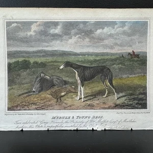 Antik 1818 Joseph Webb Druck England Gravur Hund Windhund handkoloriert - Bild 1 von 7