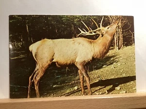 Elch in freier Wildbahn: - Vintage Postkarte - Bild 1 von 3