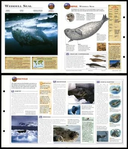 Weddell Seal #23 Mammals - Wildlife Explorer Fold-Out Card - Picture 1 of 1