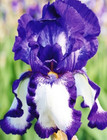 IRIS GERMANICA STEPPING OUT BEARDED IRIS WHITE SUMMER PLANT POTTED 1 LITRE