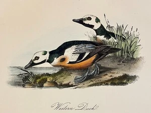 Audubon Western Duck Pl 407 Birds Of America 2nd Edition Royal Octavo - Picture 1 of 3
