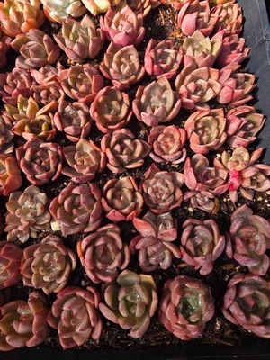 Imported  Q orange succulent 5pc - Image 1 of 2