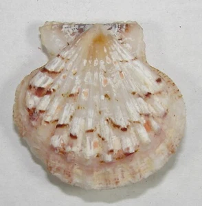 PECTEN OWENI 33.66mm SUPER CHOICE RARE XL SPECIMEN Bohol, Philippines - Picture 1 of 2