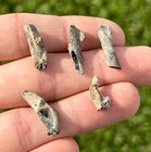 Florida Fossil Bird Bones LOT OF 5 Avian Pleistocene Age Collection