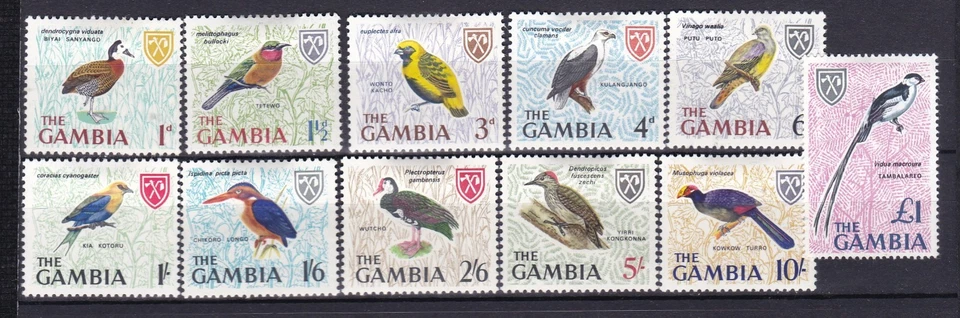GAMBIA BIRDS MM Foto 1 de 1