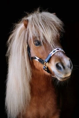 Lederhalfter Winny Leder Halfter Polo  Minishetty Mini Shetty Minipony Leder TY - Bild 1 von 4