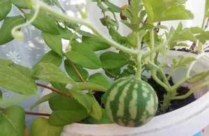 Sale248 Mini Melone Solanium 5 Samen - Bild 1 von 1