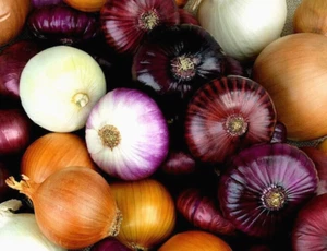 100 x ONION SEEDS-PURPLE-RED-YELLOW-BROWN-HEIRLOOM MIX-KITCHEN VEGETABLE GARDEN - Picture 1 of 17