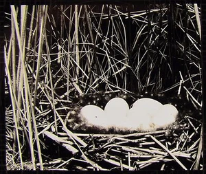 Glass Magic Lantern Slide BIRD EGGS IN A NEST IN REEDS C1910 PHOTO NATURE - Picture 1 of 2