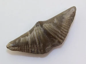 Brachiopode, Mucrospirifer thedfordensis, Devon, Arkona, Ontario, Kanada -m127 - Picture 1 of 5