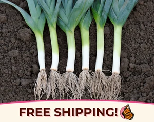 775+ Leek Seeds 'American Flag | Heirloom, Non-GMO, Vegetable Garden Seeds, USA - Picture 1 of 7