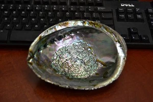 GREEN ABALONE SEA SHELL ONE SIDE POLISHED BEACH DECOR 6" #7428 - Picture 1 of 2