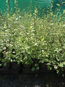 PITTOSPORUM Silver Sheen Tree Hedge 35+cm high in 75mm pots *SPECIAL* 10 FOR $35 - Picture 1 of 4