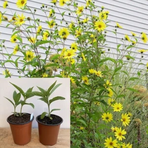 Helianthus 'Lemon Queen' x2 Plants, Perennial Sunflower, Cottage Garden Flowers - Picture 1 of 6