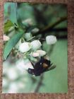 Three greeting cards showing a bumble bee on blueberry flowers	