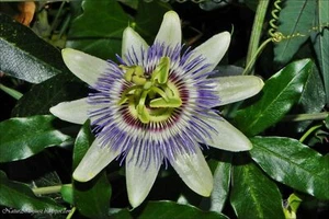 Semillas de pasiflora Passiflora Caerulea 10 semillas - Imagen 1 de 1