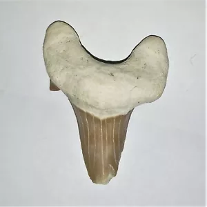 grande dente di squalo pietrificato Otodus 4 cm n.58 dente di squalo fossile Shark Tooth - Foto 1 di 2