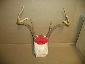Whitetail Deer Antlers w/ Scalp 8 Point LARGE Crafts/Art/Display/Decor - Picture 1 of 5