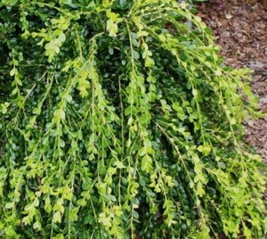 Unraveled Weeping Boxwood ( Buxus ) - Live Plant - ( 1 QT ) - Picture 1 of 4