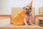 MR ALE NEW 2023 Halloween Image Cards~4"x6" Dog in Hat and Cape B601