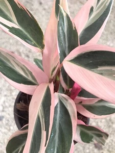 Tricolor Prayer Plant Stromanthe Triostar Sanguinea Thalia Calathea Plant - Picture 1 of 5