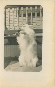 c1910 Trick dog standing up RPPC Interior Postcard 25-11187 - Picture 1 of 2