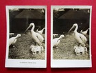 CAVANDERS  PAIR 1928 CAMERASCOPE CARDS SERIES 2  PEEPS INTO MANY LANDS 20L & 20R