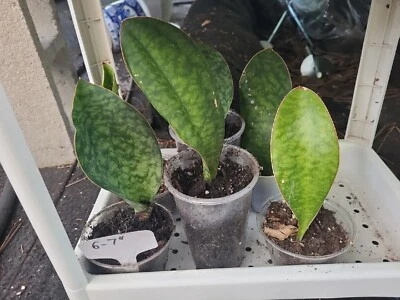 Sansevieria Masoniana Whale Fin Snake Plant 6-7" in 3,5" pot rooted - Image 1 of 3