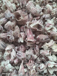 500g loose pink barnacles. Sea shells aquarium, hermit crabs decorating crafts - Picture 1 of 3