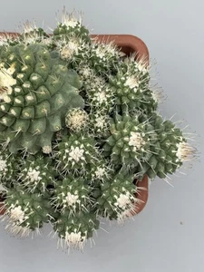 STROMBOCACTUS DISCIFORMIS MULTICAESPITOSO Raro Grigio/Verde Vaso 14, Spine Bianc - Imagen 1 de 7