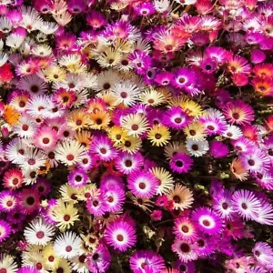 500 Samen Mittagsblume Mix Blütenteppich Bodendecker Steingarten Eiskrautblume - Bild 1 von 3